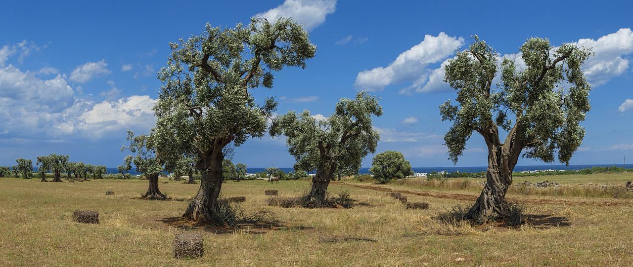 Masseria Palombara Grande Ostuni Bagian luar foto