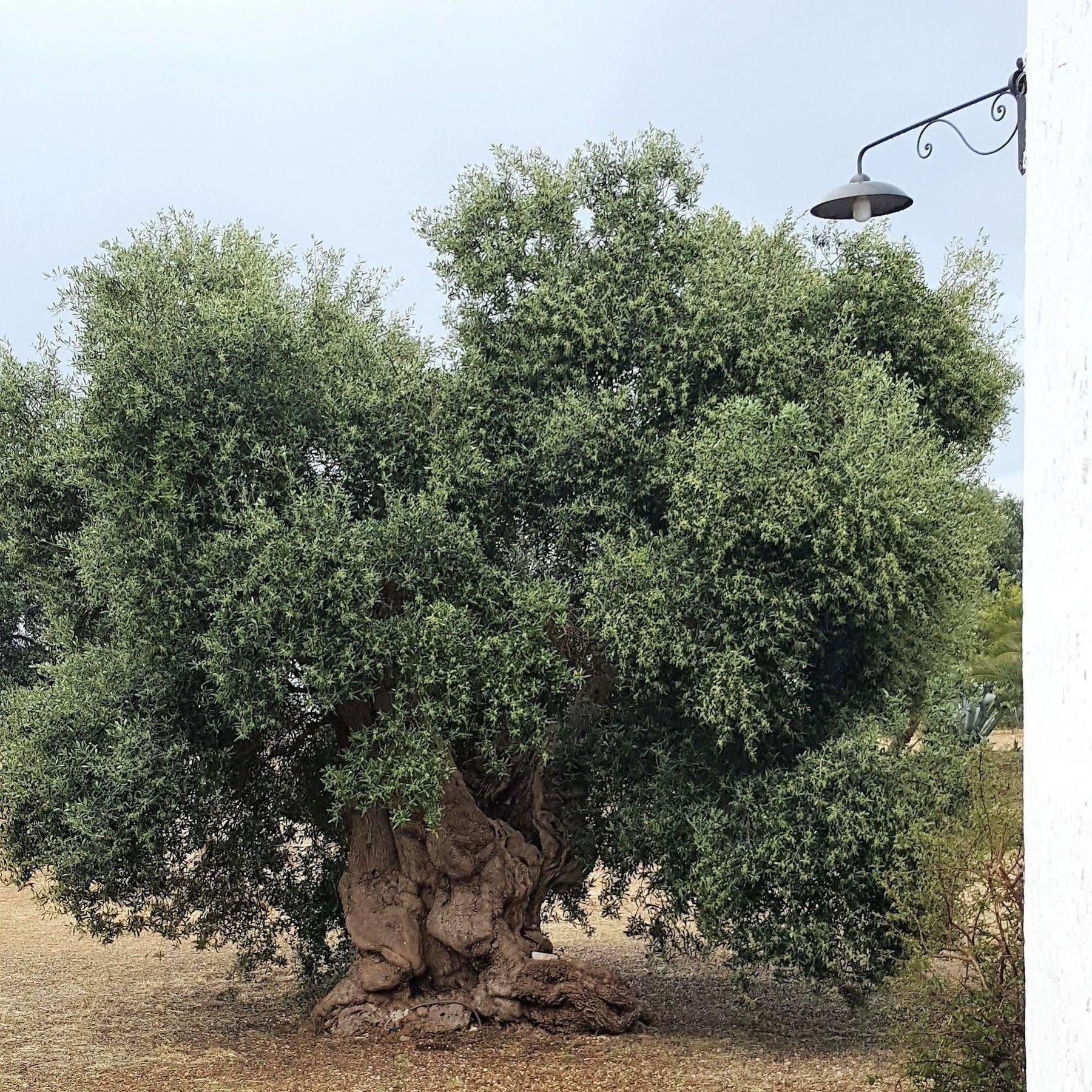 Masseria Palombara Grande Ostuni Bagian luar foto